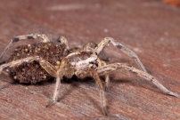 La Lycose tarentuline ou Tarentule radie ou Fausse tarentule ou encore Hogna raye. Une femelle et sa progniture (Araneae - Lycosidae - Hogna radiata)